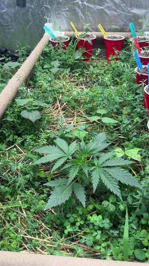 Hella Jelly and Vanilla Frosting- 4x4