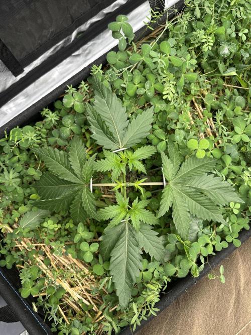 Hella Jelly and Vanilla Frosting- 4x4. Week 4