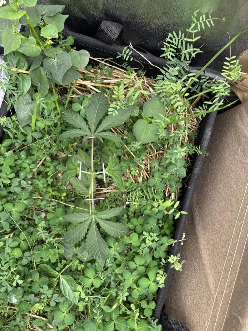 Hella Jelly and Vanilla Frosting- 4x4. Week 4