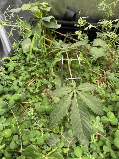 Hella Jelly and Vanilla Frosting- 4x4. Week 4