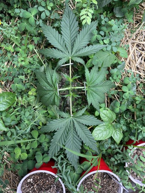 Hella Jelly and Vanilla Frosting- 4x4. Week 4