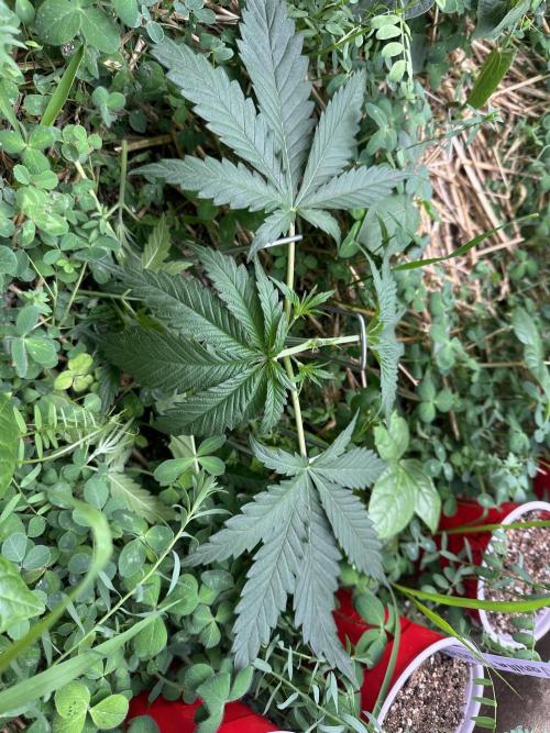 Hella Jelly and Vanilla Frosting- 4x4. Week 4