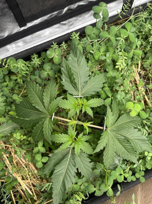 Hella Jelly and Vanilla Frosting- 4x4. Week 4