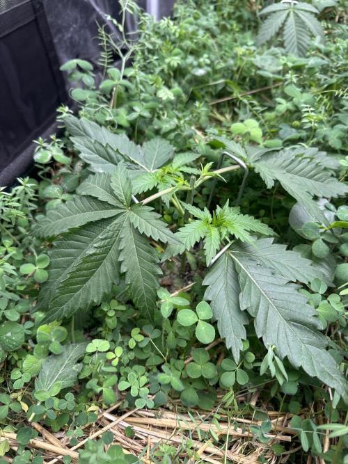 Hella Jelly and Vanilla Frosting- 4x4. Week 4