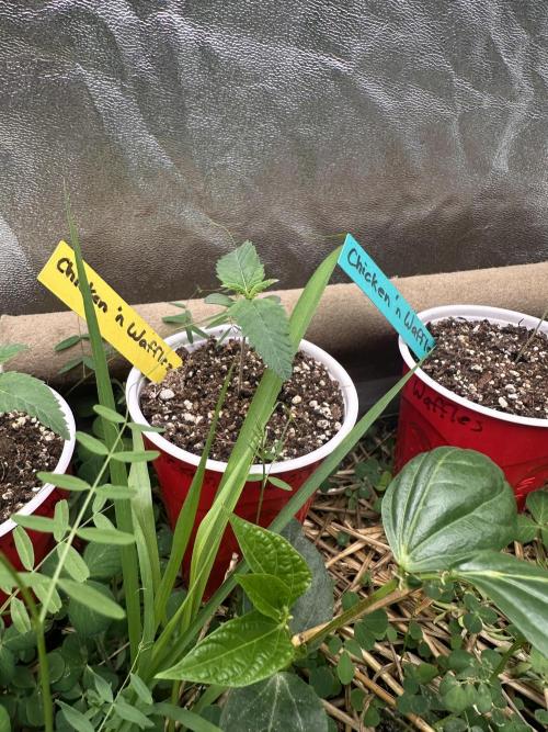 The Dessert Run. Week 1