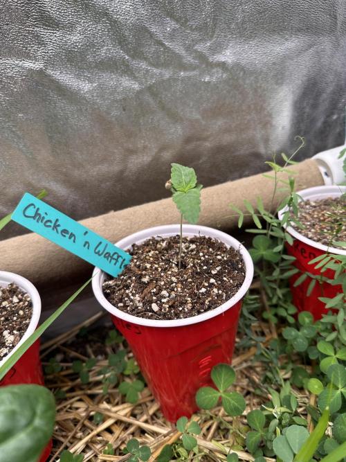 The Dessert Run. Week 1