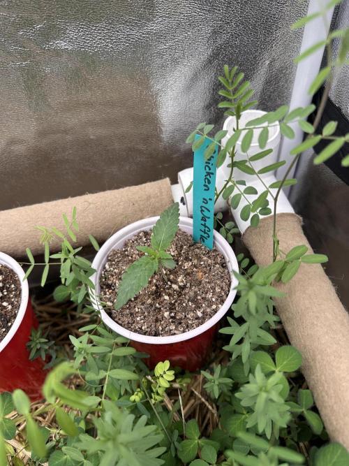 The Dessert Run. Week 1