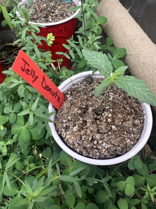 The Dessert Run. Week 1