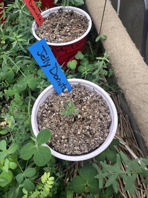 The Dessert Run. Week 1