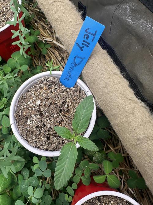 The Dessert Run. Week 1