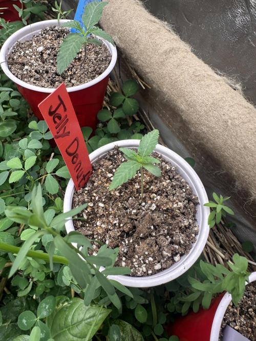 The Dessert Run. Week 1