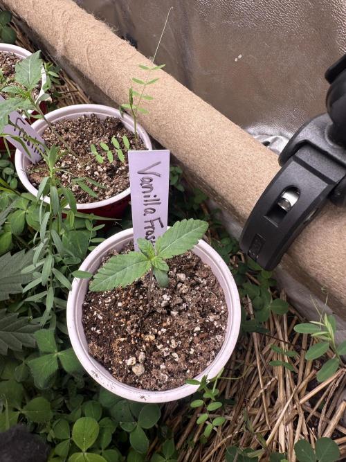 The Dessert Run. Week 1