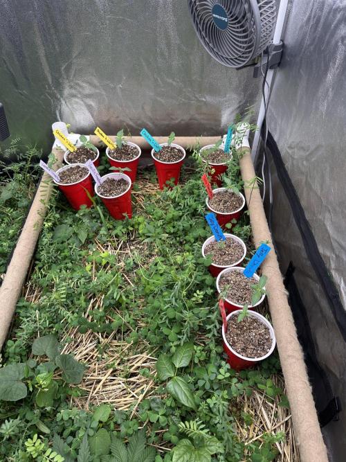 The Dessert Run. Week 1