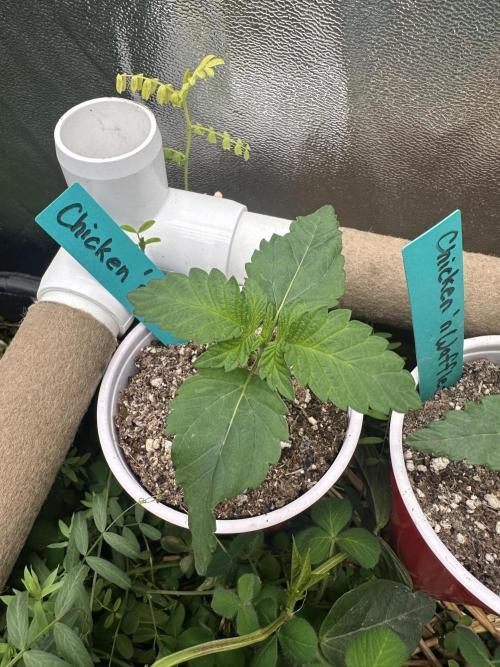 The Dessert Run. Week 2