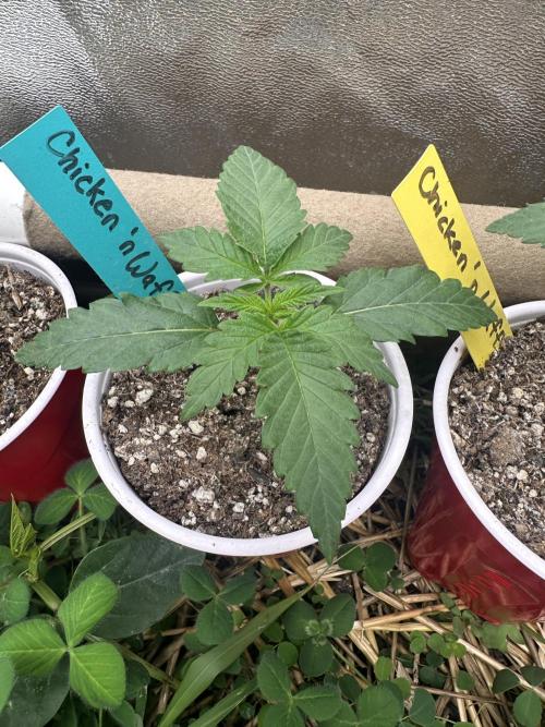 The Dessert Run. Week 2