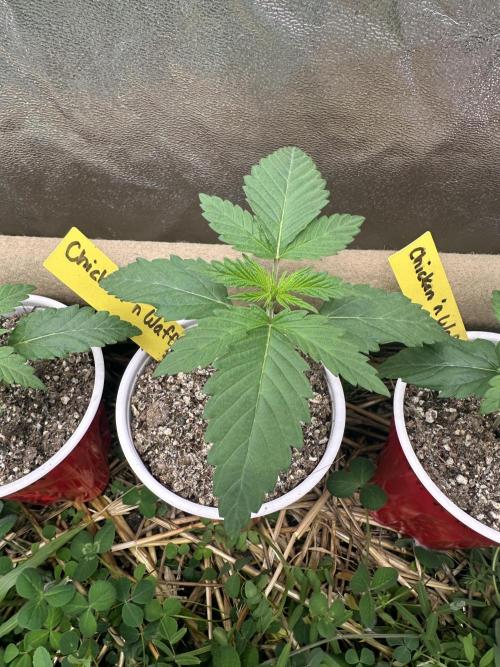 The Dessert Run. Week 2