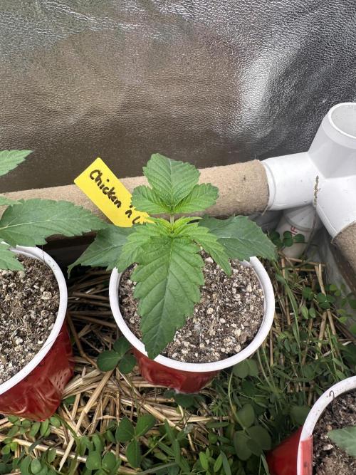 The Dessert Run. Week 2