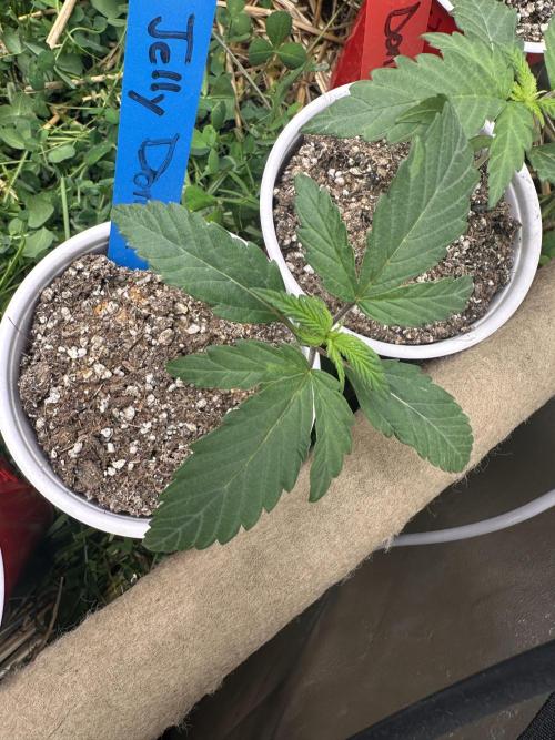 The Dessert Run. Week 2