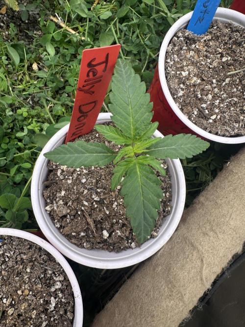 The Dessert Run. Week 2