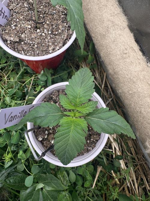 The Dessert Run. Week 2