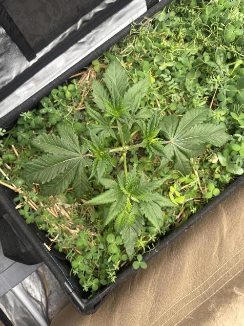 Hella Jelly and Vanilla Frosting- 4x4. Week 5