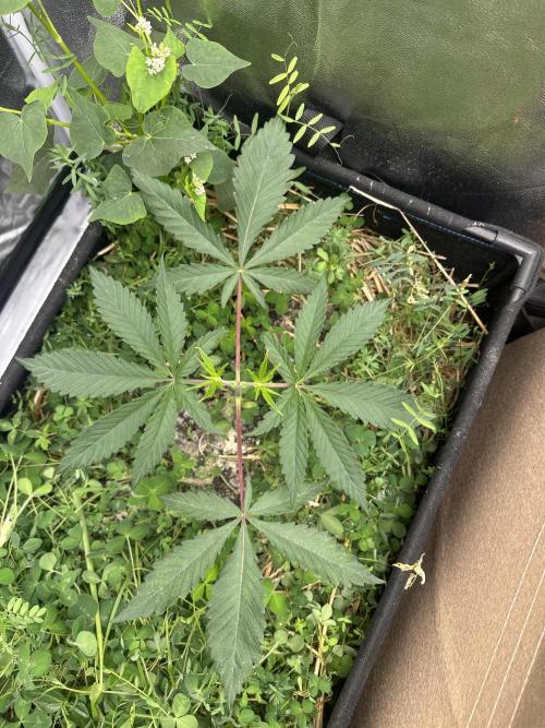 Hella Jelly and Vanilla Frosting- 4x4. Week 5