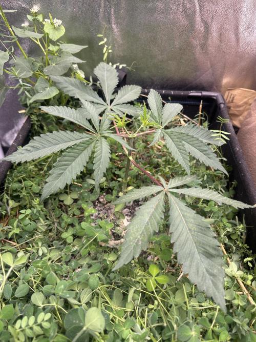 Hella Jelly and Vanilla Frosting- 4x4. Week 5