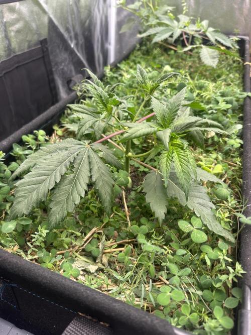 Hella Jelly and Vanilla Frosting- 4x4. Week 5