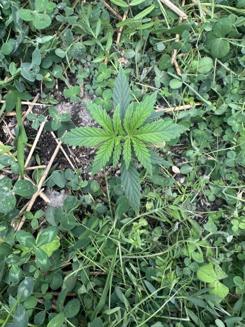 Hella Jelly and Vanilla Frosting- 4x4. Week 5