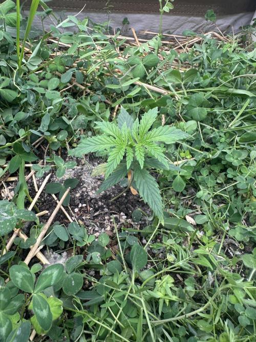 Hella Jelly and Vanilla Frosting- 4x4. Week 5