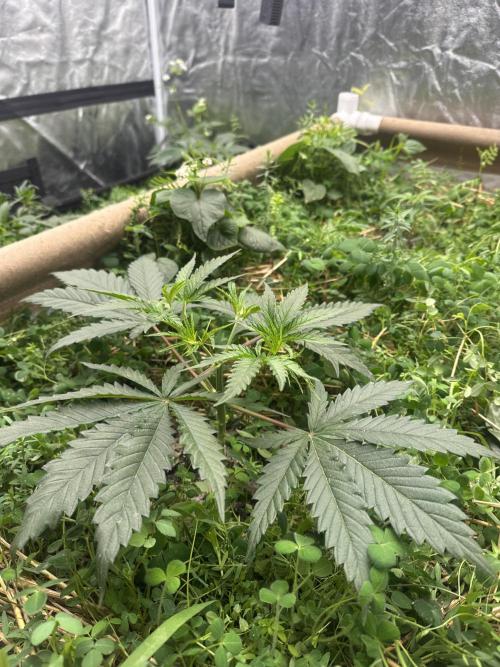 Hella Jelly and Vanilla Frosting- 4x4. Week 5