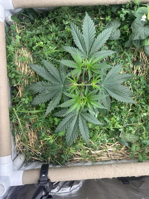 Hella Jelly and Vanilla Frosting- 4x4. Week 5