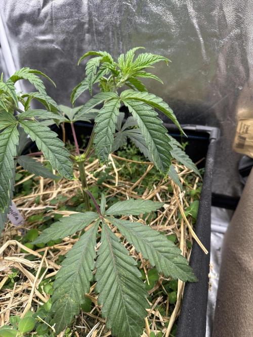 Hella Jelly and Vanilla Frosting- 4x4. Week 6