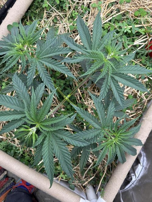 Hella Jelly and Vanilla Frosting- 4x4. Week 6