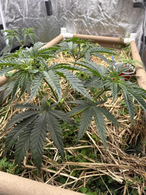 Hella Jelly and Vanilla Frosting- 4x4. Week 6