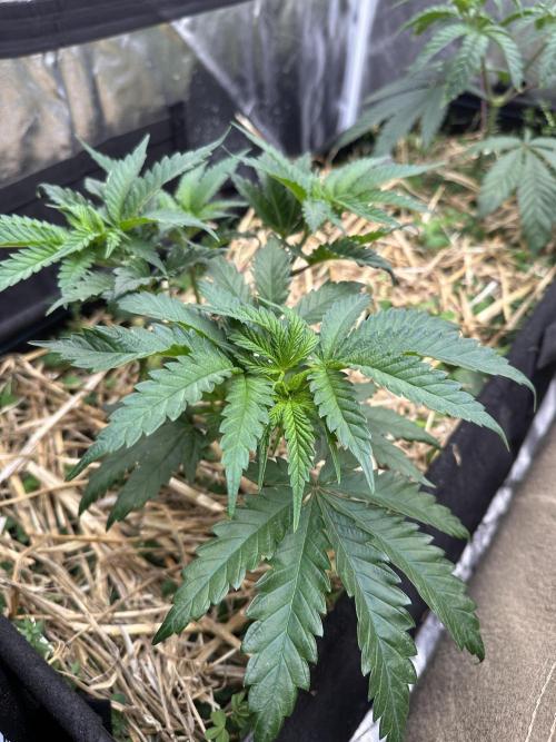 Hella Jelly and Vanilla Frosting- 4x4. Week 6