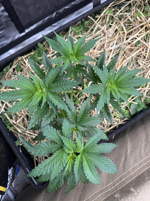 Hella Jelly and Vanilla Frosting- 4x4. Week 6