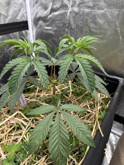 Hella Jelly and Vanilla Frosting- 4x4. Week 6