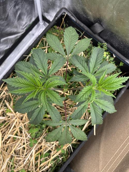 Hella Jelly and Vanilla Frosting- 4x4. Week 6