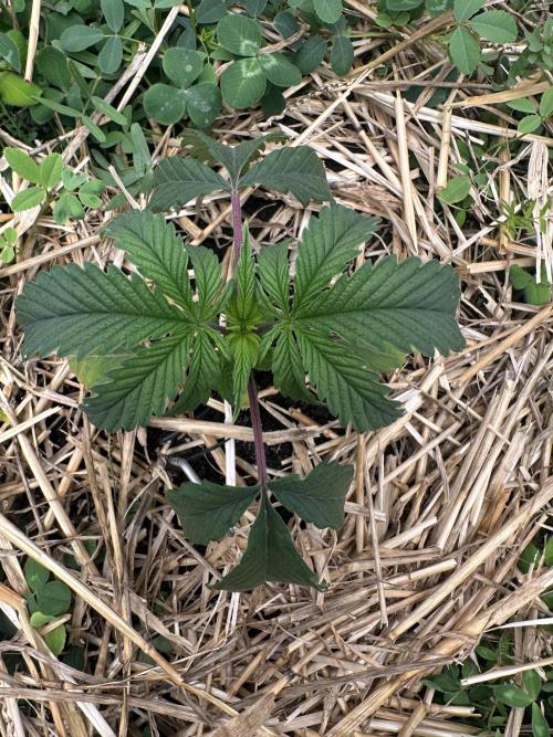 Hella Jelly and Vanilla Frosting- 4x4. Week 6