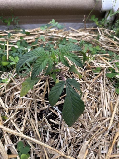 Hella Jelly and Vanilla Frosting- 4x4. Week 6