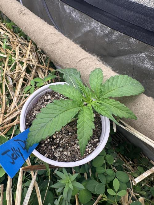 Hella Jelly and Vanilla Frosting- 4x4. Week 6