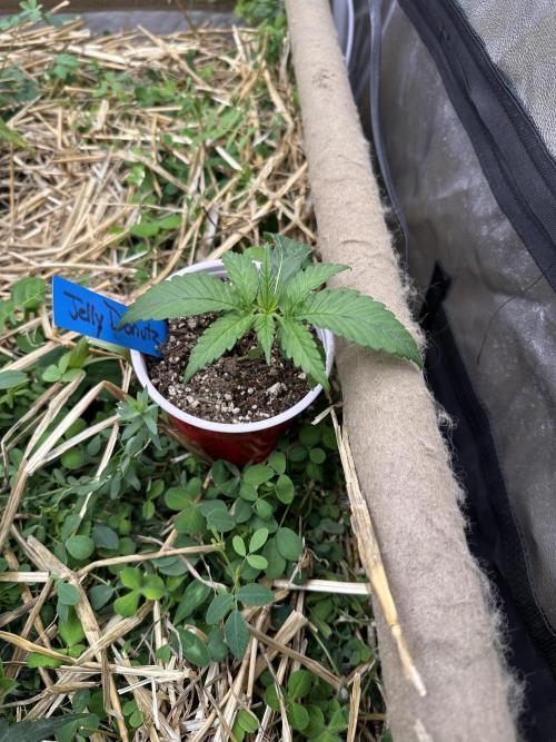 Hella Jelly and Vanilla Frosting- 4x4. Week 6