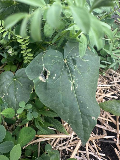 Hella Jelly and Vanilla Frosting- 4x4. Week 6 - Looking like some sort of critter…
