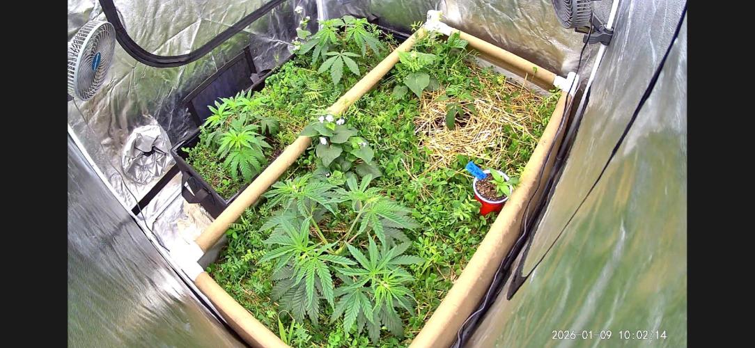 Hella Jelly and Vanilla Frosting- 4x4. Week 6