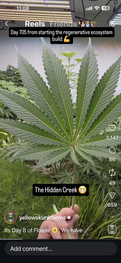 Hella Jelly and Vanilla Frosting- 4x4. Week 6