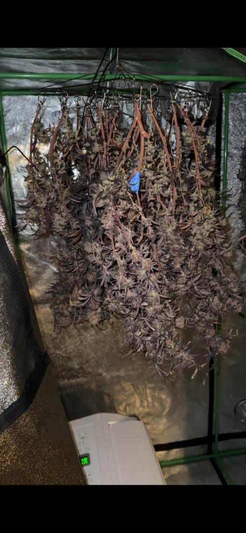 Hella Jelly and Vanilla Frosting- 4x4. Week 6 - Apple Fitter (supposedly Lumpy’s cut), harvested and drying. 
