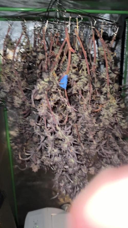 Hella Jelly and Vanilla Frosting- 4x4