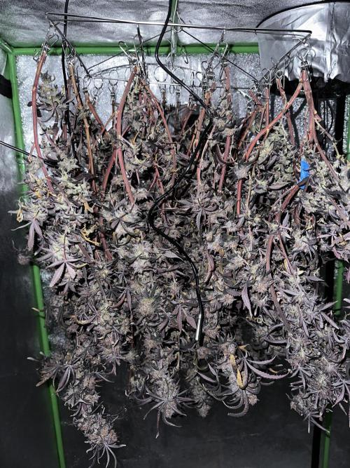 Hella Jelly and Vanilla Frosting- 4x4. Week 6