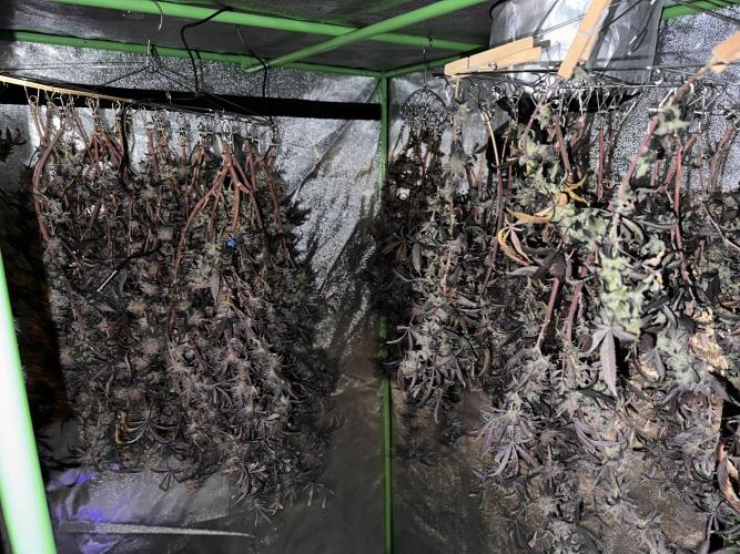 Hella Jelly and Vanilla Frosting- 4x4. Week 6